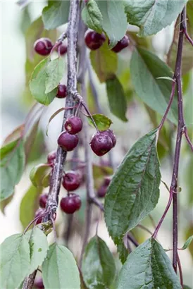 Zierapfel 'Royal Beauty' - Malus 'Royal Beauty' CAC - Formgehölze