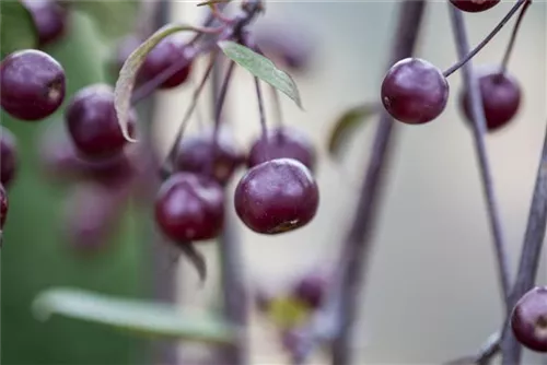 Zierapfel 'Royal Beauty' - Malus 'Royal Beauty' CAC - Formgehölze