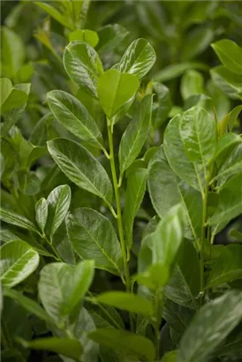 Lorbeerkirsche 'Rotundifolia' - Prunus lauroc.'Rotundifolia'