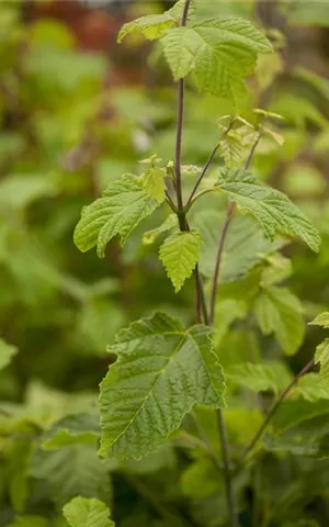 Acer rufinerve - Baum