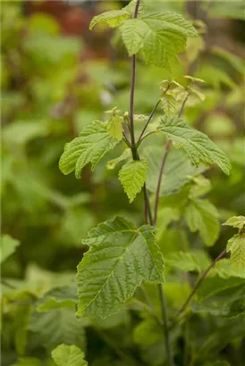 Rostbartahorn - Acer rufinerve - Formgehölze