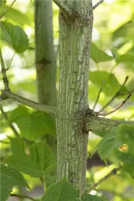 Rostbartahorn - Acer rufinerve - Formgehölze