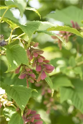 Rostbartahorn - Acer rufinerve - Formgehölze