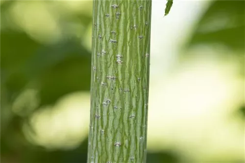 Rostbartahorn - Acer rufinerve - Formgehölze