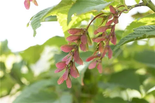 Rostbartahorn - Acer rufinerve - Formgehölze