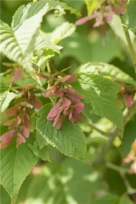 Rostbartahorn - Acer rufinerve - Formgehölze