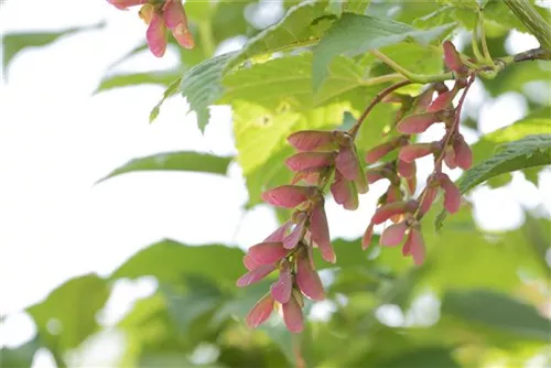 Rostbartahorn - Acer rufinerve - Formgehölze