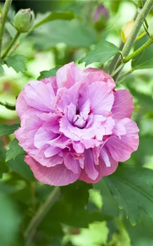 Hibiscus syriacus 'Duc de Brabant'