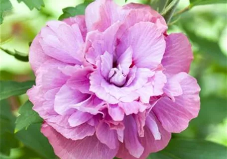 Hibiscus syriacus 'Duc de Brabant' - Straucheibisch 'Duc de Brabant'