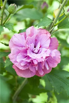 Straucheibisch 'Duc de Brabant' - Hibiscus syriacus 'Duc de Brabant'