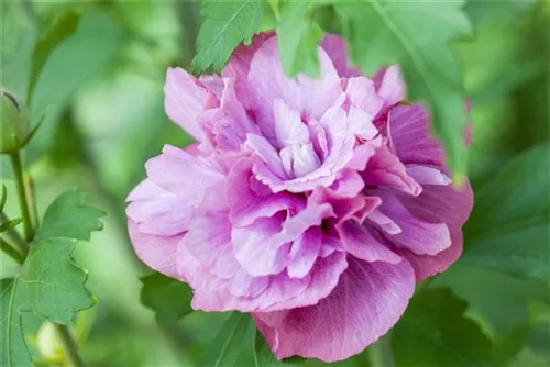 Straucheibisch 'Duc de Brabant' - Hibiscus syriacus 'Duc de Brabant'