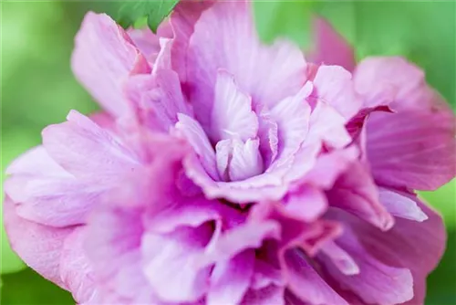 Straucheibisch 'Duc de Brabant' - Hibiscus syriacus 'Duc de Brabant'