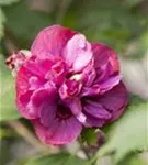 Straucheibisch 'Duc de Brabant' - Hibiscus syriacus 'Duc de Brabant'