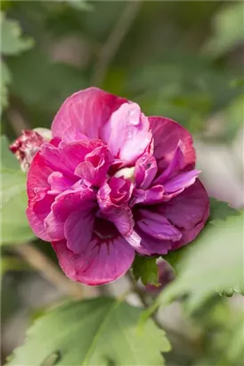 Straucheibisch 'Duc de Brabant' - Hibiscus syriacus 'Duc de Brabant'