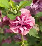 Straucheibisch 'Duc de Brabant' - Hibiscus syriacus 'Duc de Brabant'