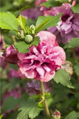 Straucheibisch 'Duc de Brabant' - Hibiscus syriacus 'Duc de Brabant'