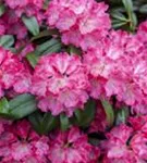 Rhododendron-Hybride 'Germania' -R- - Rhododendron Hybr.'Germania' -R- III