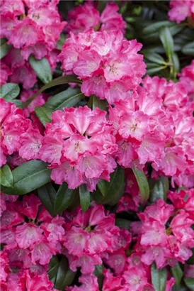 Rhododendron-Hybride 'Germania' -R- - Rhododendron Hybr.'Germania' -R- III