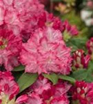 Rhododendron-Hybride 'Germania' -R- - Rhododendron Hybr.'Germania' -R- III