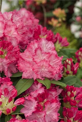 Rhododendron-Hybride 'Germania' -R- - Rhododendron Hybr.'Germania' -R- III