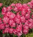 Rhododendron-Hybride 'Germania' -R- - Rhododendron Hybr.'Germania' -R- III