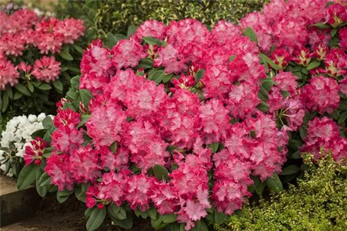 Rhododendron-Hybride 'Germania' -R- - Rhododendron Hybr.'Germania' -R- III