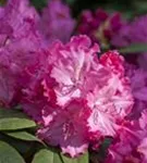 Rhododendron-Hybride 'Germania' -R- - Rhododendron Hybr.'Germania' -R- III