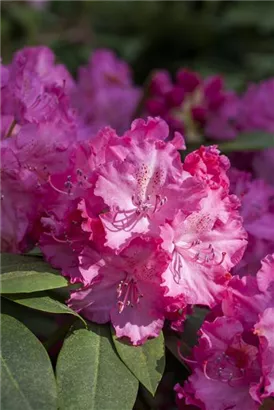 Rhododendron-Hybride 'Germania' -R- - Rhododendron Hybr.'Germania' -R- III