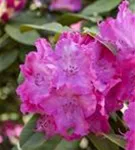 Rhododendron-Hybride 'Germania' -R- - Rhododendron Hybr.'Germania' -R- III