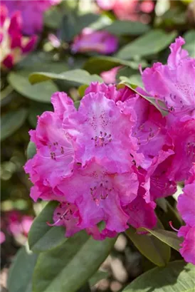 Rhododendron-Hybride 'Germania' -R- - Rhododendron Hybr.'Germania' -R- III