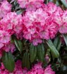 Rhododendron-Hybride 'Germania' -R- - Rhododendron Hybr.'Germania' -R- III