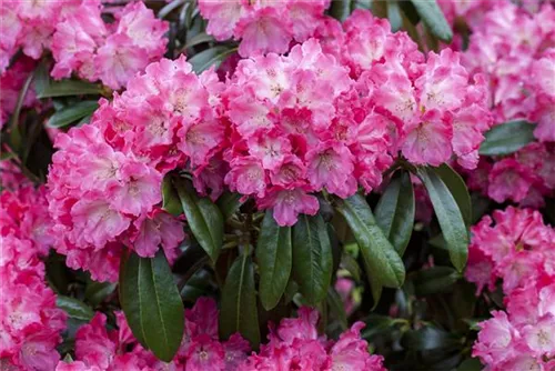 Rhododendron-Hybride 'Germania' -R- - Rhododendron Hybr.'Germania' -R- III