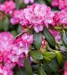 Rhododendron-Hybride 'Germania' -R- - Rhododendron Hybr.'Germania' -R- III