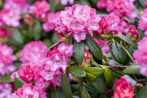 Rhododendron-Hybride 'Germania' -R- - Rhododendron Hybr.'Germania' -R- III