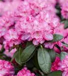 Rhododendron-Hybride 'Germania' -R- - Rhododendron Hybr.'Germania' -R- III