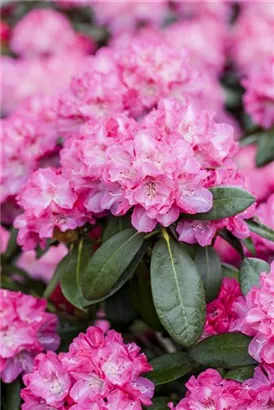 Rhododendron-Hybride 'Germania' -R- - Rhododendron Hybr.'Germania' -R- III