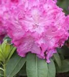 Rhododendron-Hybride 'Germania' -R- - Rhododendron Hybr.'Germania' -R- III