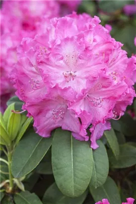 Rhododendron-Hybride 'Germania' -R- - Rhododendron Hybr.'Germania' -R- III