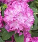 Rhododendron-Hybride 'Germania' -R- - Rhododendron Hybr.'Germania' -R- III