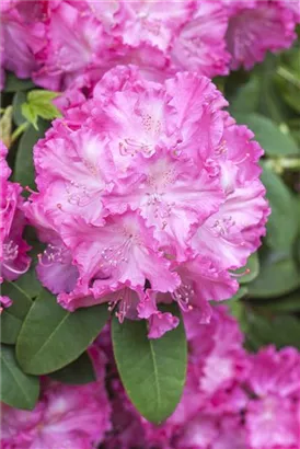 Rhododendron-Hybride 'Germania' -R- - Rhododendron Hybr.'Germania' -R- III