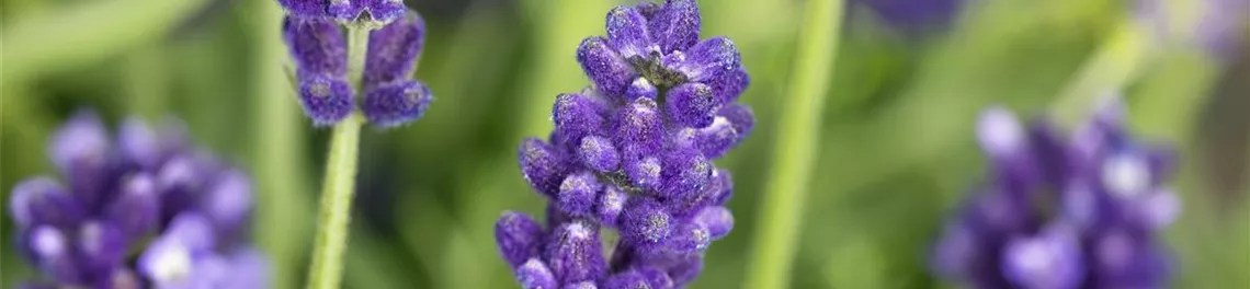 Lavandula angustifolia