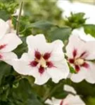 Straucheibisch 'Hamabo' - Hibiscus syriacus 'Hamabo' - Formgehölze