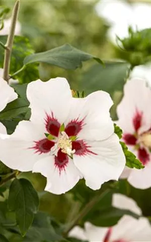 Hibiscus syriacus 'Hamabo'