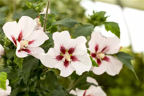 Straucheibisch 'Hamabo' - Hibiscus syriacus 'Hamabo' - Formgehölze