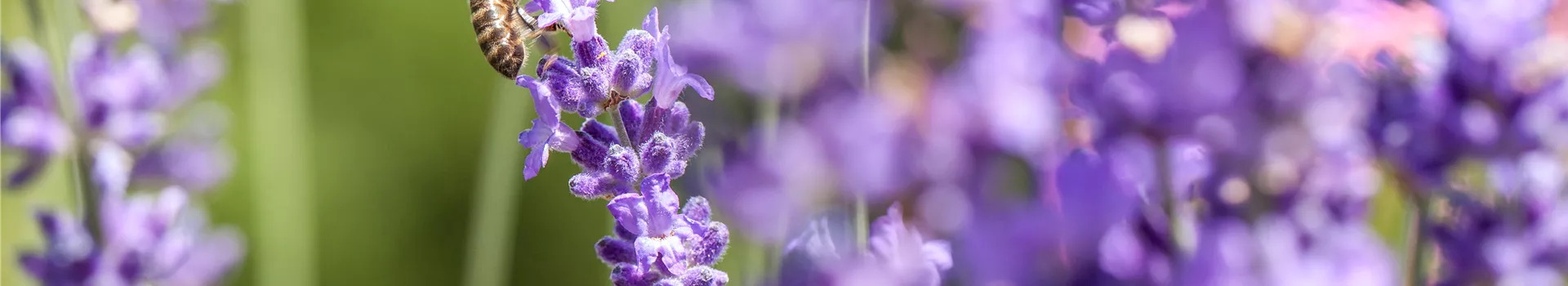 Bienenfreundliche Stauden – Naschparadies für Bienen