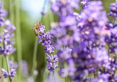 Bienenfreundliche Stauden – Naschparadies für Bienen