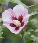 Straucheibisch 'Hamabo' - Hibiscus syriacus 'Hamabo' - Formgehölze