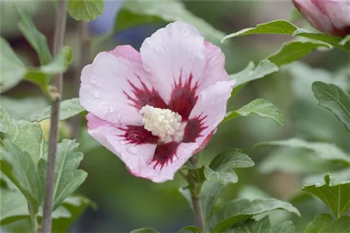 Straucheibisch 'Hamabo' - Hibiscus syriacus 'Hamabo' - Formgehölze