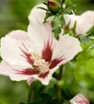 Straucheibisch 'Hamabo' - Hibiscus syriacus 'Hamabo' - Formgehölze