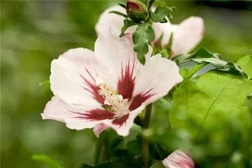 Straucheibisch 'Hamabo' - Hibiscus syriacus 'Hamabo' - Formgehölze